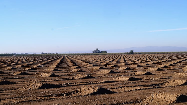 From rice fields to orchards: Glenn County almond boom reaches new peak